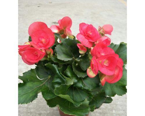 四季秋海棠花语的美丽与寓意（探索秋海棠花的象征意义和四季变化之美）
