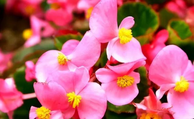 四季秋海棠花语的美丽与寓意（探索秋海棠花的象征意义和四季变化之美）
