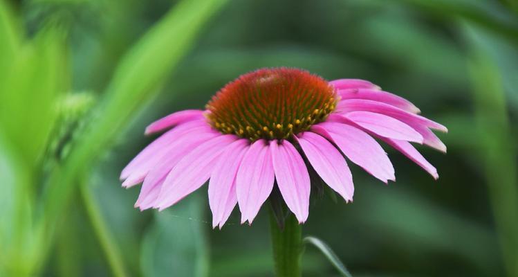 松果菊花语的含义及传承（探寻松果菊花语的深层内涵与价值）