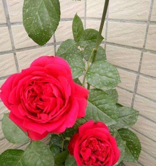 藤本月季花语与人生哲理（探寻藤本月季花的花语）