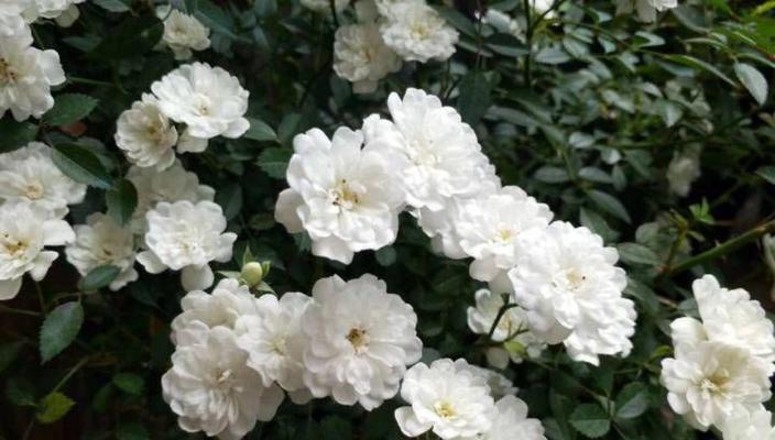 藤本月季花语之美丽花朵的寓意（探寻藤本月季花朵的神秘花语与情感表达）