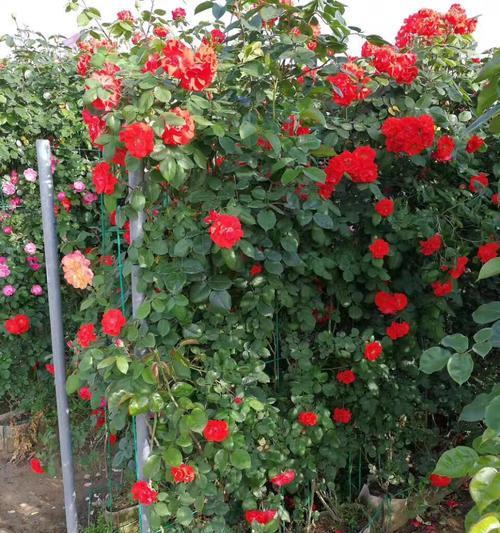 藤本月季花语之美丽花朵的寓意（探寻藤本月季花朵的神秘花语与情感表达）