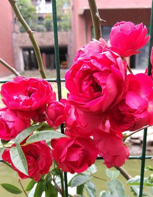 藤本月季花语之美丽花朵的寓意（探寻藤本月季花朵的神秘花语与情感表达）