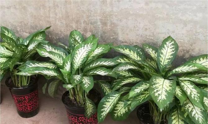 万年青开花寓意——生命与希望的象征（植物中的奇迹和坚韧精神）