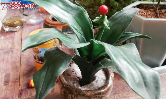 万年青开花寓意——生命与希望的象征（植物中的奇迹和坚韧精神）