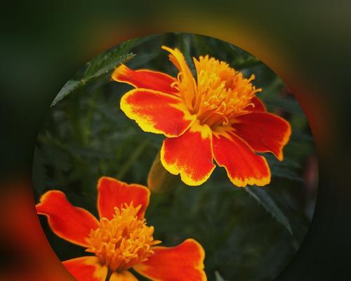 万寿菊花语与传说（寓意深远的花语与令人动容的传说）