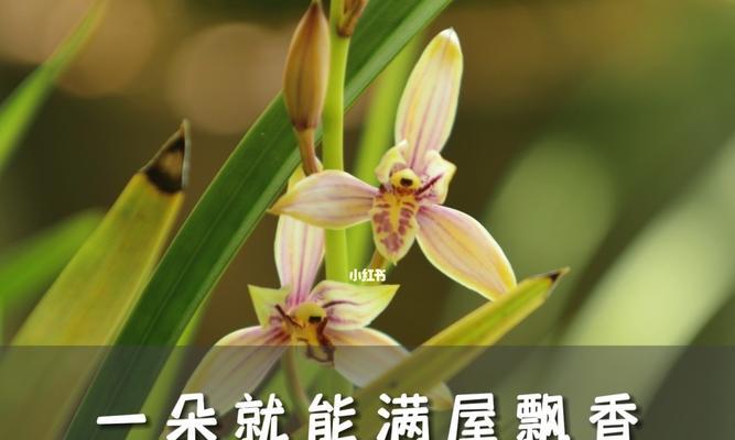 文兰花（探寻文兰花的象征意义）