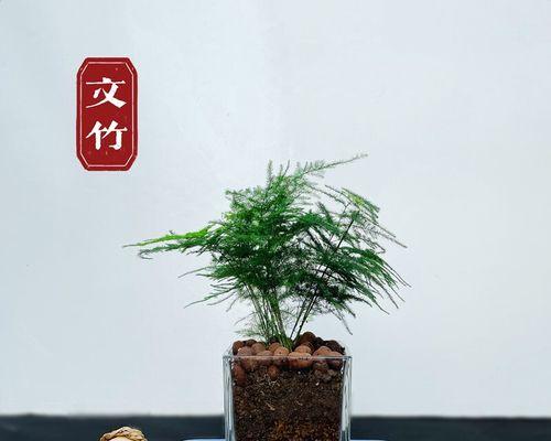文竹盆景的寓意与魅力（探索文竹盆景的意义）