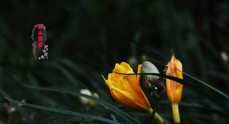 夏水仙花语与它的美丽传说（探寻夏水仙的花语与神秘魅力）