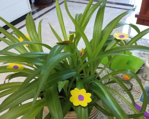 吊兰花语之美——与自然共舞的生命之花（吊兰花语的七种含义与传递给我们的启示）
