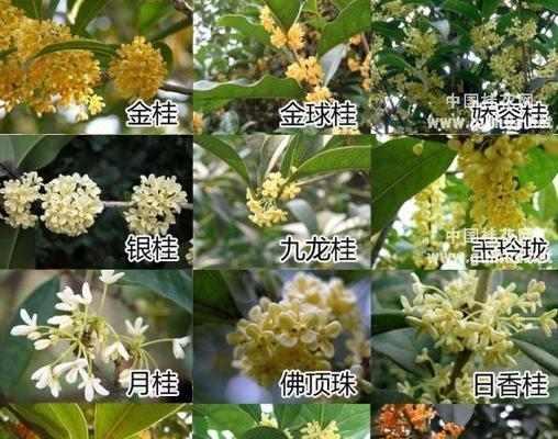 桂花花语的神奇力量（以桂花为媒）