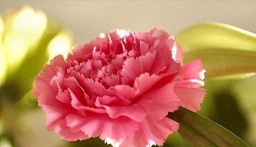 康乃馨花语及其象征意义（传递爱与关怀的鲜花）