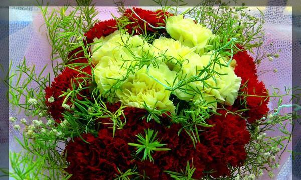 康乃馨的美丽与寓意（探索康乃馨的花语与象征意义）