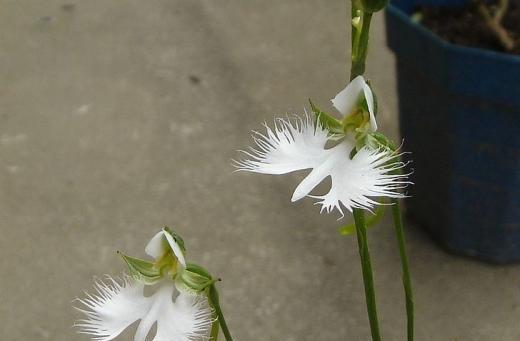鹭草传说（借助鹭草）