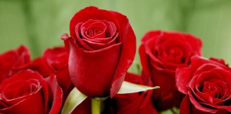 玫瑰花的寓意与象征——爱、美与多元（探索玫瑰花的深层含义与传承之美）