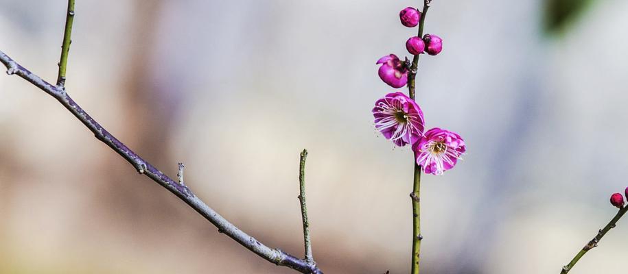 梅花的象征意义及美学价值（探索梅花的深层内涵与文化传承）