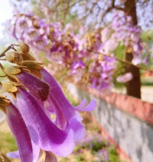 梧桐花的寓意与象征——美好、离别与希望（向阳开放的梧桐花）