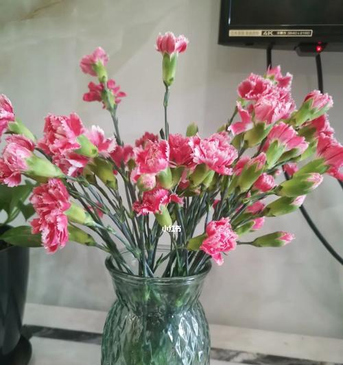 多头康乃馨（与众不同的康乃馨变种品种）