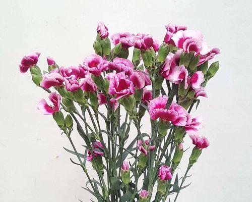 多头康乃馨（与众不同的康乃馨变种品种）
