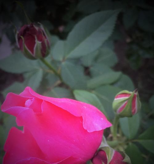 粉色月季花语——爱的永恒之花（绽放在岁月中的美丽祝福）