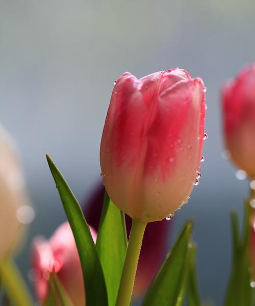 粉郁金香（花开花落）