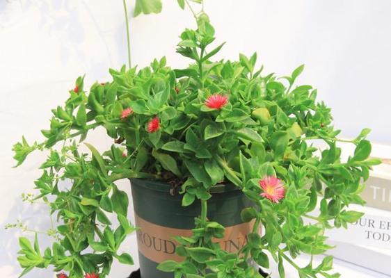 室内植物装饰的美丽与意义（植物室内装饰的魅力与益处）