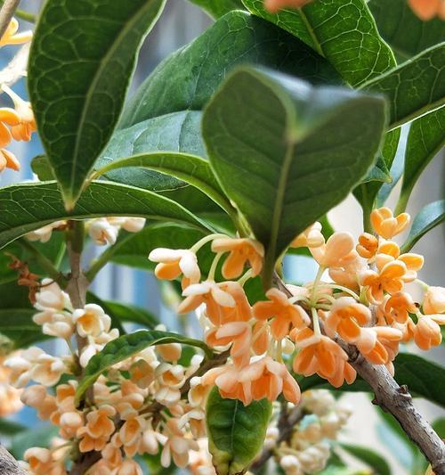 桂花开花寓意深远（探索桂花开花的意义与象征）