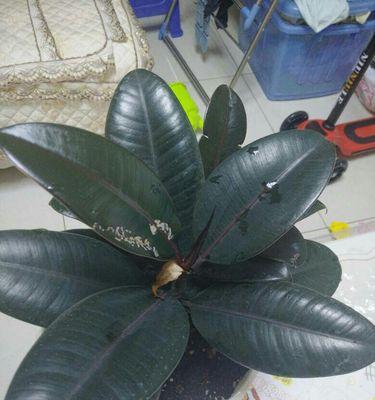 黑金刚橡皮树（探寻黑金刚橡皮树的魅力与寓意）