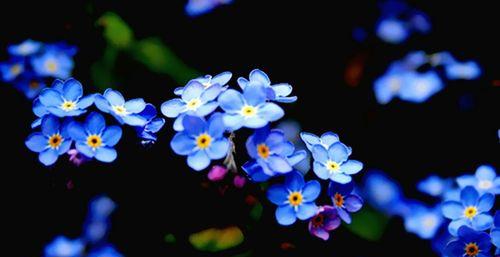 黑色风信子花语（花开的那一刻）