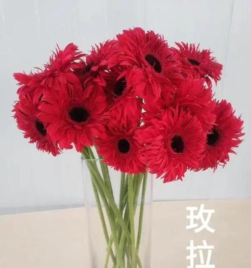红色非洲菊的花语（揭示红色非洲菊背后的花语之谜）
