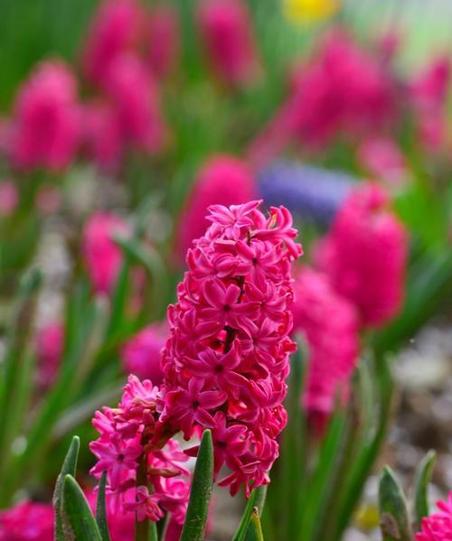 红色风信子的花语及其象征意义（红色风信子）