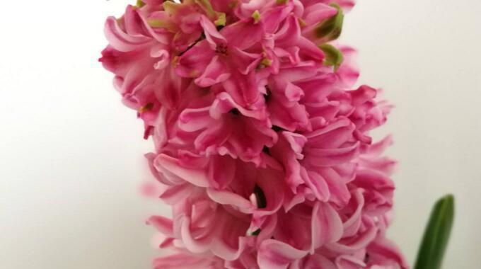 红色风信子的花语及其象征意义（红色风信子）