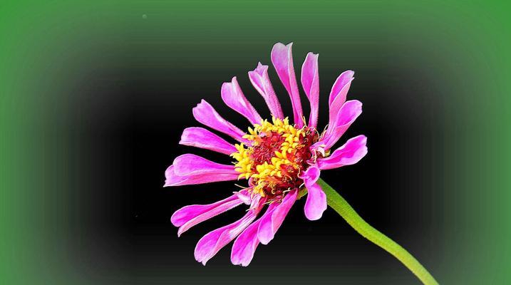 花开菊韵（以花语各色菊花探索人生之美）