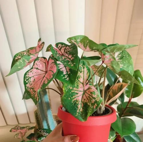 家里养石竹花风水寓意好不好（探究石竹花在风水学中的吉祥寓意）