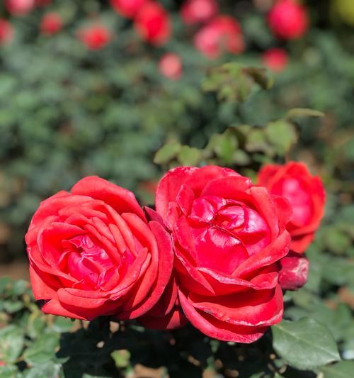 金奖章月季花语（用1个揭示金奖章月季花的内涵与魅力）