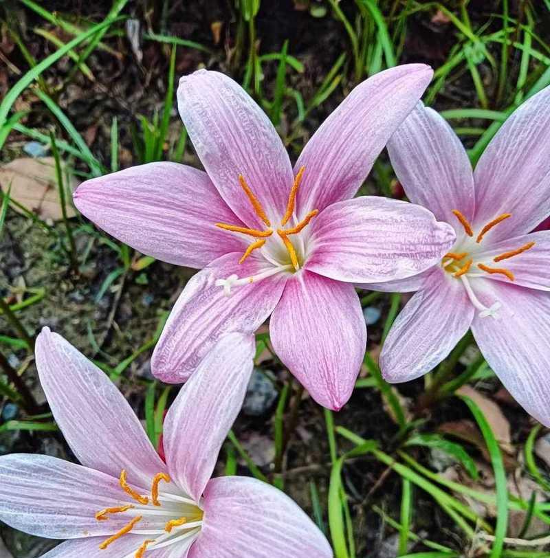 韭兰花语与含义解读（揭秘韭兰的花言花语）