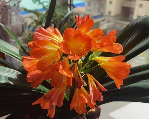 君子兰花期的美丽与哲学（以花期为主线）