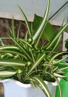 宽叶吊兰的花语与意义（探秘宽叶吊兰的花语）