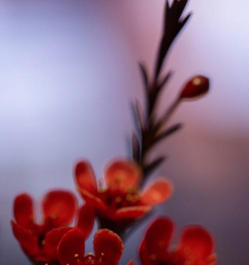 腊梅花语（腊梅花的花语及寓意解读）