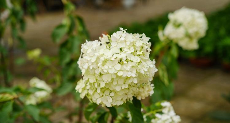 探秘八仙花的花语——解读以蓝边八仙花为主题的1个文章的及