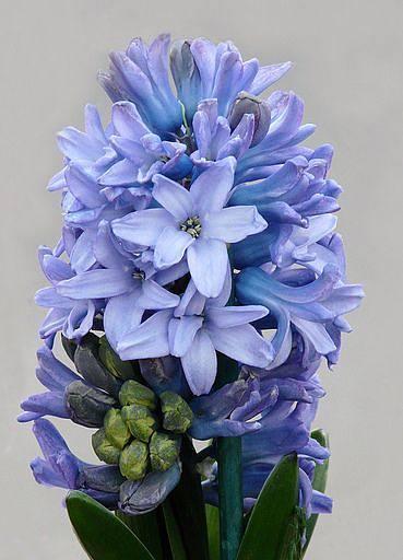 蓝色风信子的花语及其寓意（解读蓝色风信子的深意）