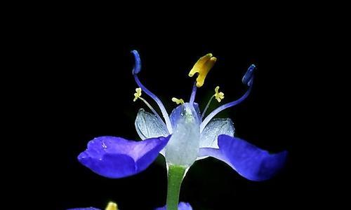 寓意美丽与纯洁——蓝色兰花的花语（传递宁静与希望的芬芳）