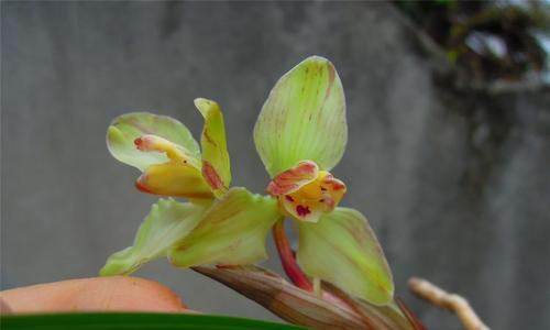 兰花之魅——以兰花代表什么人物（雅致与高洁的象征——探寻兰花在文化中的象征意义）