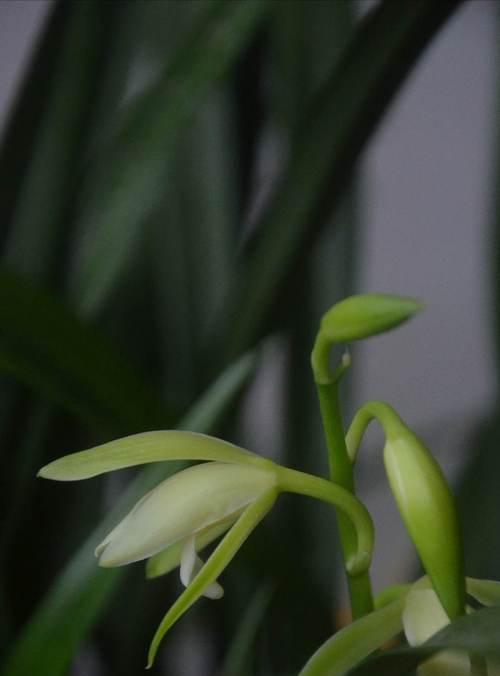 美丽兰花的花语与奇特样貌（探秘兰花的寓意与魅力）