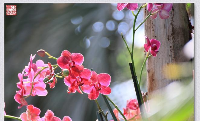 以兰花语传递心意的美丽（绽放在花海中的秘密语言）