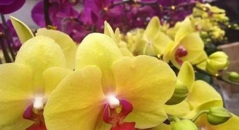 兰花的寓意与花语（探索兰花的象征意义及其鲜花语言）