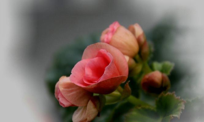 丽格海棠花语——凝聚美好与希望（绽放春天的芬芳）