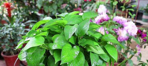 绿萝花语与喻意的由来（探寻绿萝花语的深刻内涵）