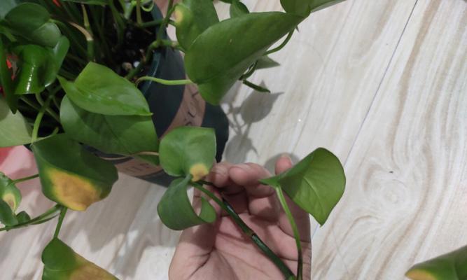 绿萝开花（探寻绿萝开花背后的意义与象征）