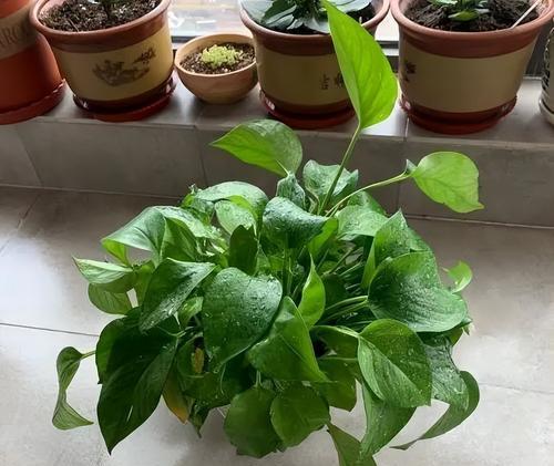 绿萝开花（探寻绿萝开花背后的意义与象征）